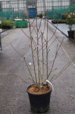 Magnolia loebneri 'Wildcat' - Beverboom 100-125 C25