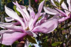 Magnolia loebneri  ‘Leonard Messel’ - Beverboom 50-60 C3