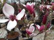 Magnolia 'March-Till-Frost' 150/175 C20 Magnolia 'March-Till-Frost' - Doorbloeiende beverboom 150-175 C20