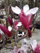 Magnolia 'March-Till-Frost' 150/175 C20 Magnolia 'March-Till-Frost' - Doorbloeiende beverboom 150-175 C20