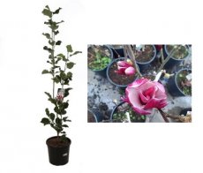 Magnolia 'March-Till-Frost' - Doorbloeiende beverboom 150-175 C20