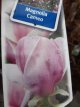 Magnolia soulang.'Cameo' 40/50 C5 Magnolia soulangeana 'Cameo' - Beverboom 40-50 C5