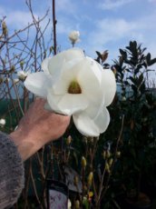 Magnolia soulanguinea  ‘Alba Superba’-Beverboom 80-100 C