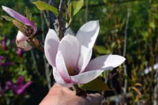 Magnolia ‘Star Wars’-Beverboom 125-150 C15