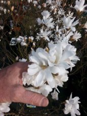 Magnolia stellata - Stermagnolia 40-60 C