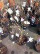 Magnolia stellata 40/60 C