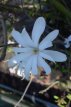 Magnolia stellata 40/60 C