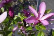 Magnolia 'Susan' 60/80 C10 Magnolia ‘Susan’ - Beverboom 60-80 C10