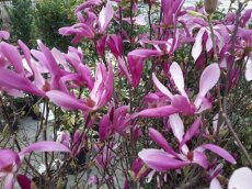 Magnolia ‘Susan’ - Beverboom 60-80 C10