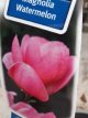 Magnolia 'Watermelon'® 80/100 C10 Magnolia 'Watermelon'® - Beverboom 80-100 C10