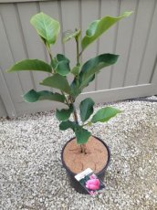 Magnolia 'Watermelon'® - Beverboom 80-100 C10