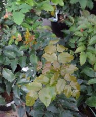Mahonia aquifolium 25 st. 30-50  BW  |  MAHONIE☃