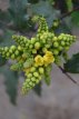 Mahonia aquifolium 25/30 C Mahonia aquifolium | GESCHIKT HOGE HAAG☃ | Druifstruik  25-30 C