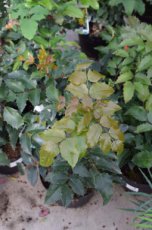 Mahonia aquifolium 25/30 C Mahonia aquifolium | GESCHIKT HOGE HAAG☃ | Druifstruik  25-30 C