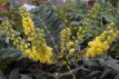 Mahonia x media ‘Charity’ 30/50 C Mahonia x media ‘Charity’ - Druifstruik  30-50 C