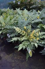 Mahonia x media ‘Charity’ - Druifstruik  30-50 C