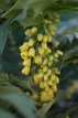 Mahonia media ‘Winter Sun’ 30/50 C Mahonia media ‘Winter Sun’ - Druifstruik   30-50 C