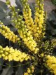 Mahonia media ‘Winter Sun’ 30/50 C Mahonia media ‘Winter Sun’ - Druifstruik   30-50 C