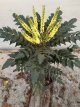 Mahonia media ‘Winter Sun’ 60/60 C12 Mahonia media ‘Winter Sun’ - Druifstruik   60-80 C12