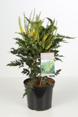 Mahonia media ‘Winter Sun’ 60/60 C12 Mahonia media ‘Winter Sun’ - Druifstruik   60-80 C12