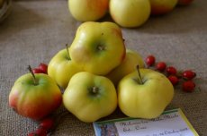 Malus domestica 'Apistar'® HALFSTAM  BW | Appel-Stoofappel