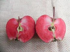 Malus domestica 'Baya Marisa'® (=Tickled Pink) BW | Roodvlezige Appel