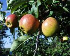 Malus domestica 'Elstar' BW | Appel-Stoofappel