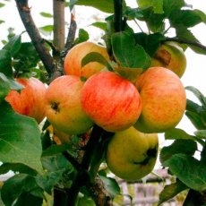 Malus domestica 'Gewürzluikenapfel' BW | Appel