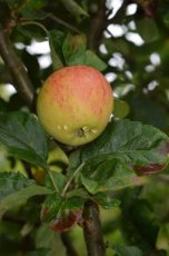 Malus domestica 'Glorie van Holland'  BW | Appel