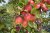 Malus domestica 'Gloster' STR C Malus domestica 'Gloster'  | Appel C7