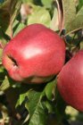 Malus domestica 'Gloster'  | Appel C7