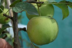 Malus domestica 'Golden delicious'  BW | Appel