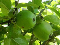 Malus domestica 'Granny Smith' BW  | Appel