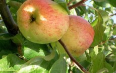 Malus domestica 'Harberts Renette'  BW | Appel