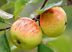 Malus domestica 'Heuchelheimer Schneeapfel'  BW | Appel