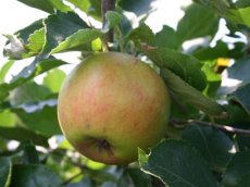 Malus domestica 'Holsteiner Cox'  BW | Appel