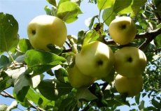 Malus domestica 'Horneburger Pfannkuchenapfel'  BW | Appel