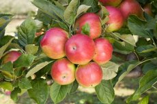 Malus domestica 'Idared' BW  | Appel-Stoofappel