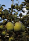 Malus domestica 'Jacques Lebel'(=Jakob Lebel) BW  | Appel