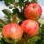 Malus domestica 'James Grieve' STR C Malus domestica 'James Grieve'  | Appel-Stoofappel C7