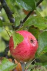 Malus domestica 'James Grieve'  | Appel-Stoofappel C7