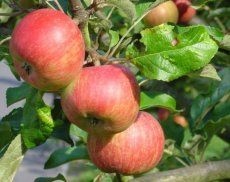 Malus domestica 'James Grieve'  BW  | Appel-Stoofappel