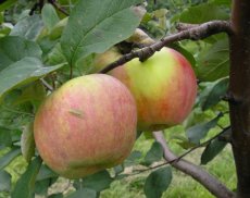 Malus domestica 'Kaiser Wilhelm'  BW | Appel-Stoofappel