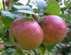 Malus domestica 'Kardinal Bea'  BW | Appel