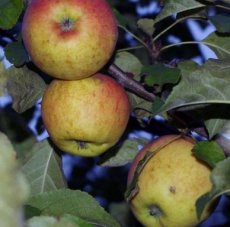 Malus domestica 'Kasseler Renette'(=Reinette de Caux) BW | Appel-Stoofappel