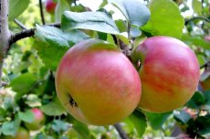 Malus domestica 'Kronprinz Rudolph'(=Crown Prince of Kronprinzer) BW | Appel