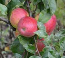 Malus domestica 'La Paix'  STRUIK BW | Appel