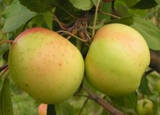 Malus domestica 'Landsberger Renette' BW | Appel