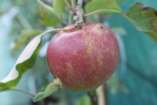 Malus domestica 'Melrose'  BW  | Appel