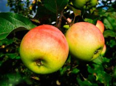 Malus domestica 'Notarisappel' HALFSTAM BW | Appel